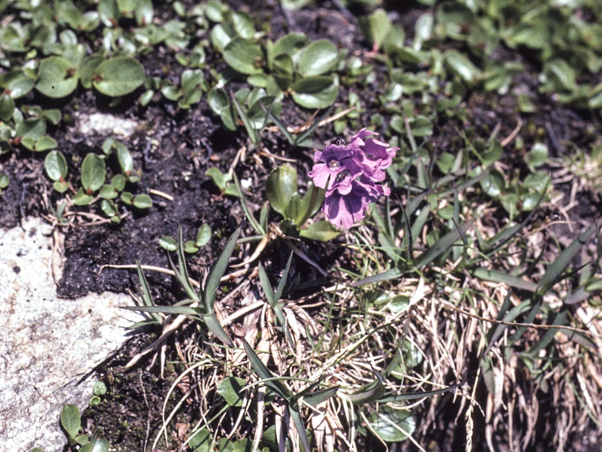 Habitus